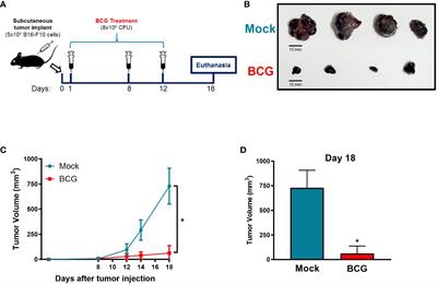 Bacillus Calmette-Guérin immunotherapy induces an efficient antitumor response to control murine melanoma depending on MyD88 signaling